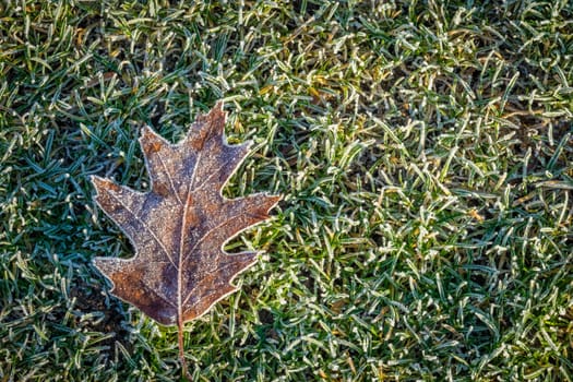 Small leaf with winter frost on a cold morning