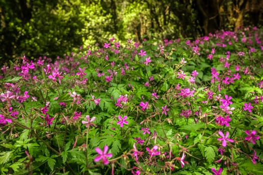 Pink flowers in the rainforest in Garajonay national park, La Gomera, Canary Islands, Spain