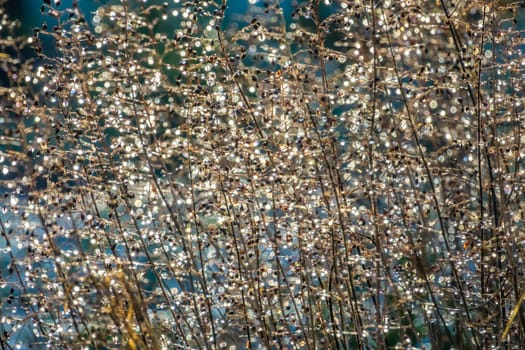 Small meadow plants covered with frozen water drops