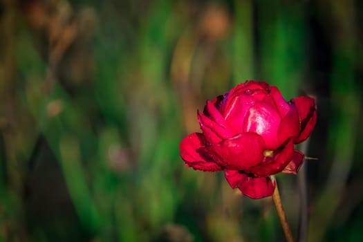 Red and purple rose in the garden in spring