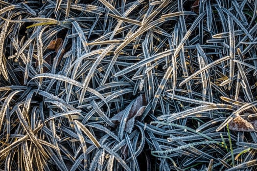 Winter frost on leaves of a plants in Regents Park in London