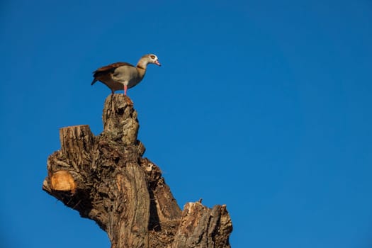 Single geese standing on top of a tall cut tree with blue sky background