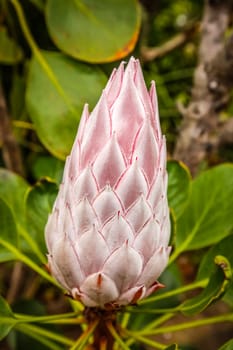 King Protea flower photographed in botanical garden in La Gomera, Canary Islands, Spain
