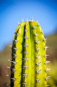 Cactus photographed in La Gomera, Canary Islands, Spain