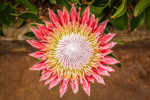 King Protea flower photographed in botanical garden in La Gomera, Canary Islands, Spain
