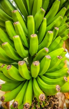 Big bunch of bananas growing on a plantation in La Gomera - one of the Canary Islands, Spain