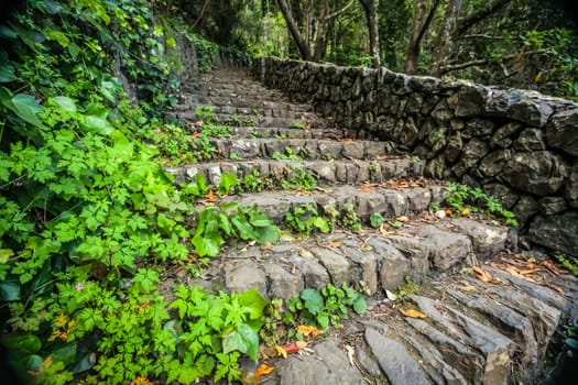 Footpath in the rainforest in Garajonay national park, La Gomera, Canary Islands, Spain