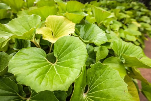 Big green leaves of a tropical plant in botanical garden in La Gomera, Canary Islands