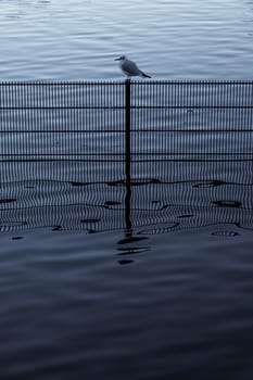 Single small bird sitting on a fence in water in a pond in Regents Park in London in the morning