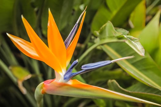 Tropical Bird of Paradise flower photographed in botanical garden