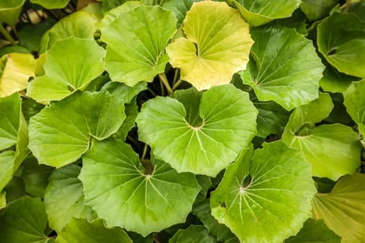 Big green leaves of a tropical plant in botanical garden in La Gomera, Canary Islands