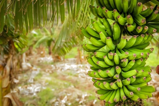 Big bunch of bananas growing on a plantation in La Gomera - one of the Canary Islands, Spain