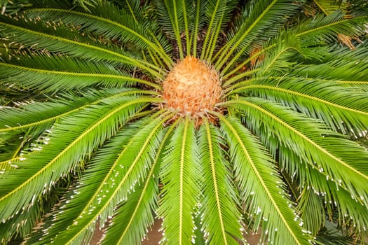 Close up of canary date palm called Phoenix canariensis on the island of La Gomera in the Canary Islands, Spain