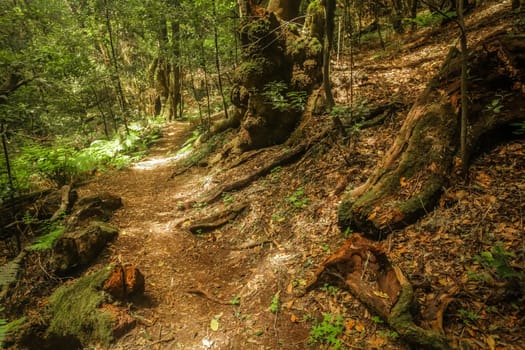 Footpath in the rainforest in Garajonay national park, La Gomera, Canary Islands, Spain