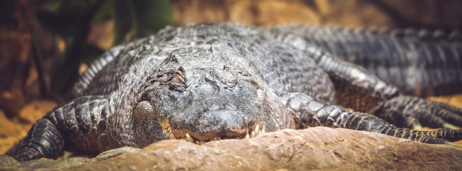 Large alligator waiting for next meal in the zoo