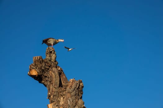 Single geese standing on top of a tall cut tree with blue sky background