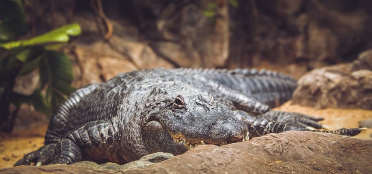 Large alligator waiting for next meal in the zoo