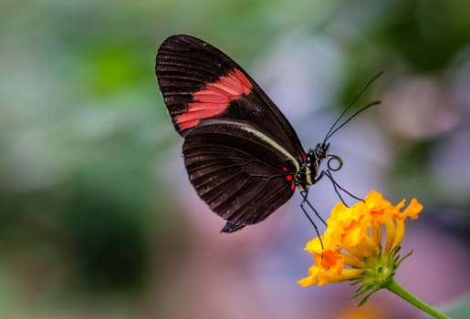 Postman butterfly also known as heliconius melpomeone