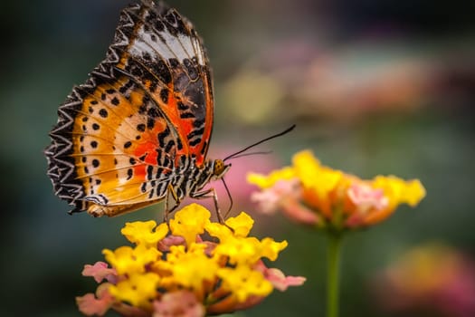 Lacewing butterfly also known as cethosia biblis