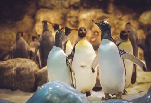 Gentoo penguis standing together in the zoo