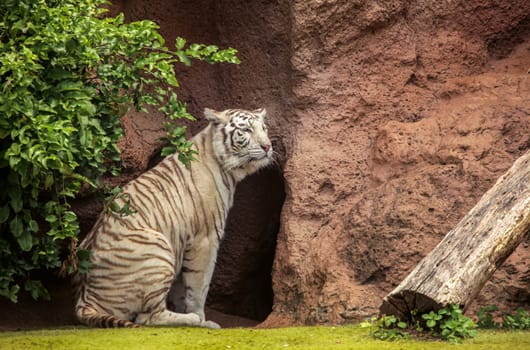 White tiger in captivity in the zoo