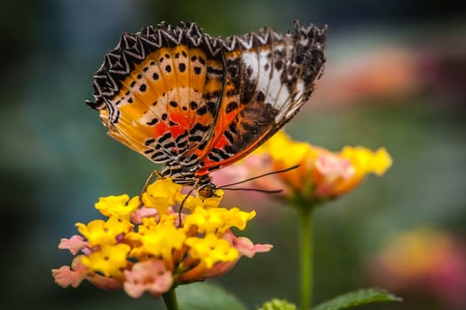 Lacewing butterfly also known as cethosia biblis