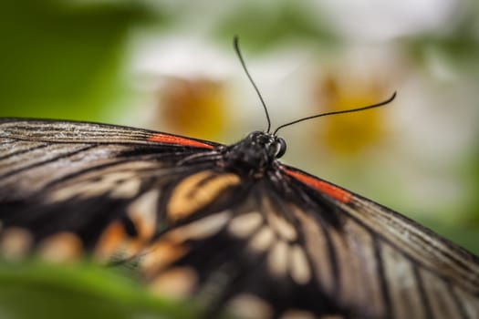 Great mormon also known as papilio memnon ( underside )