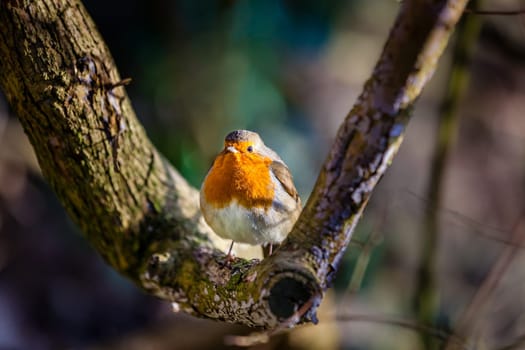 Small robin bird sitting on the branch of a tree
