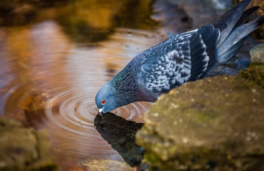 Pigeon drinking water from a tiny pond in a park in spring