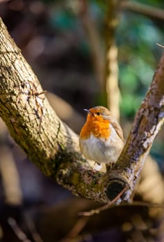 Small robin bird sitting on the branch of a tree