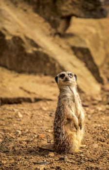 Meerkat catching the sun, Battersea childrens zoo, London
