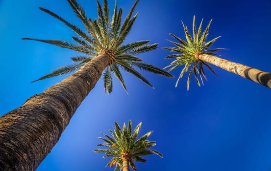 Three tall palmtrees with the blue sky in the background