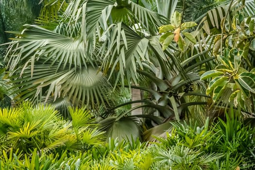 Tropical flora in botanical garden in Yunnan in China