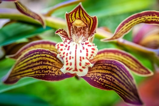 Beautiful brown orchid in botanical gaden in Yunnan