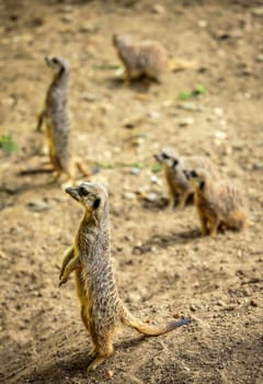 Meerkats catching the sun, Battersea childrens zoo, London