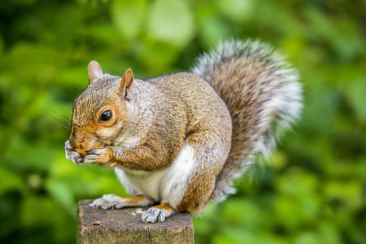 Close up of a grey squirrel eating a nut