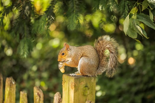 Close up of a grey squirrel eating a nut