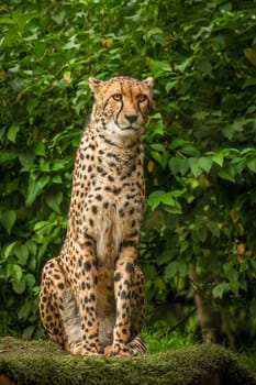 Portrait of a cheetah sitting on a grass