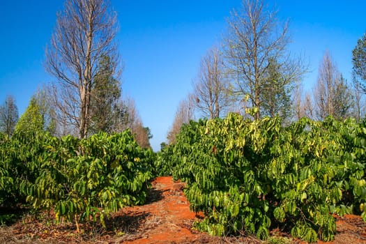 Organic coffee plantation on the Bolaven plateau in southern part of Laos