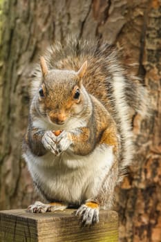 Close up of a grey squirrel eating a nut