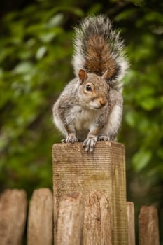 Grey squirrel looking through the wooden fence