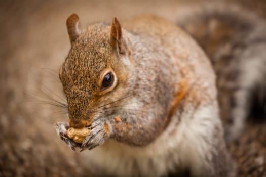 Close up of a grey squirrel eating a nut