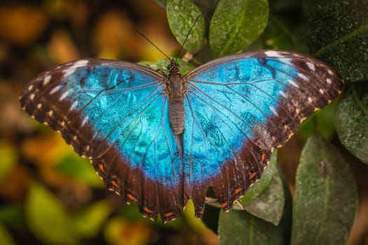 Peleides blue morpho butterfly also known as Morpho peleides