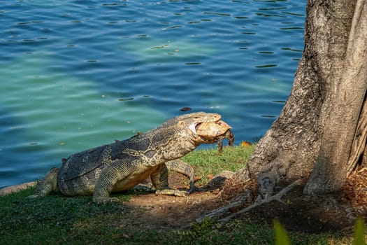 Lizard preparing to eat a turtle in Bangkok,  Thailand