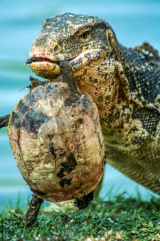 Lizard preparing to eat a turtle in Bangkok,  Thailand