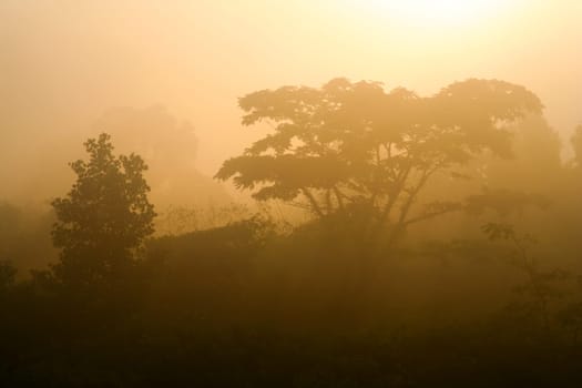 Tropical jungle in in the morning mist during sunrise, Thailand