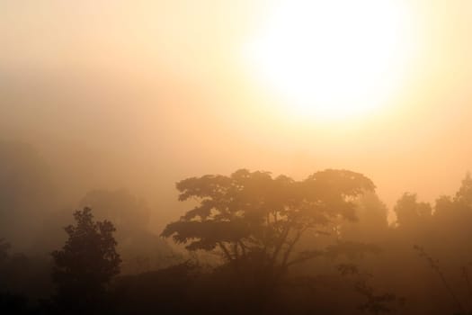 Tropical jungle in in the morning mist during sunrise, Thailand