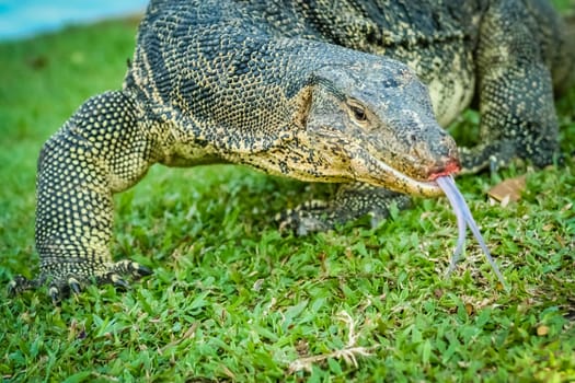 Large lizard photographed in public park in Bangkok, Thailand