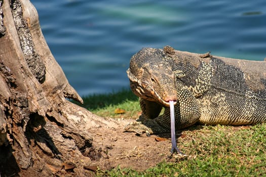 Large lizard photographed in public park in Bangkok, Thailand