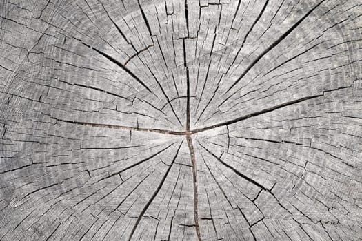 Detail of the cut tree trunk - annular rings
